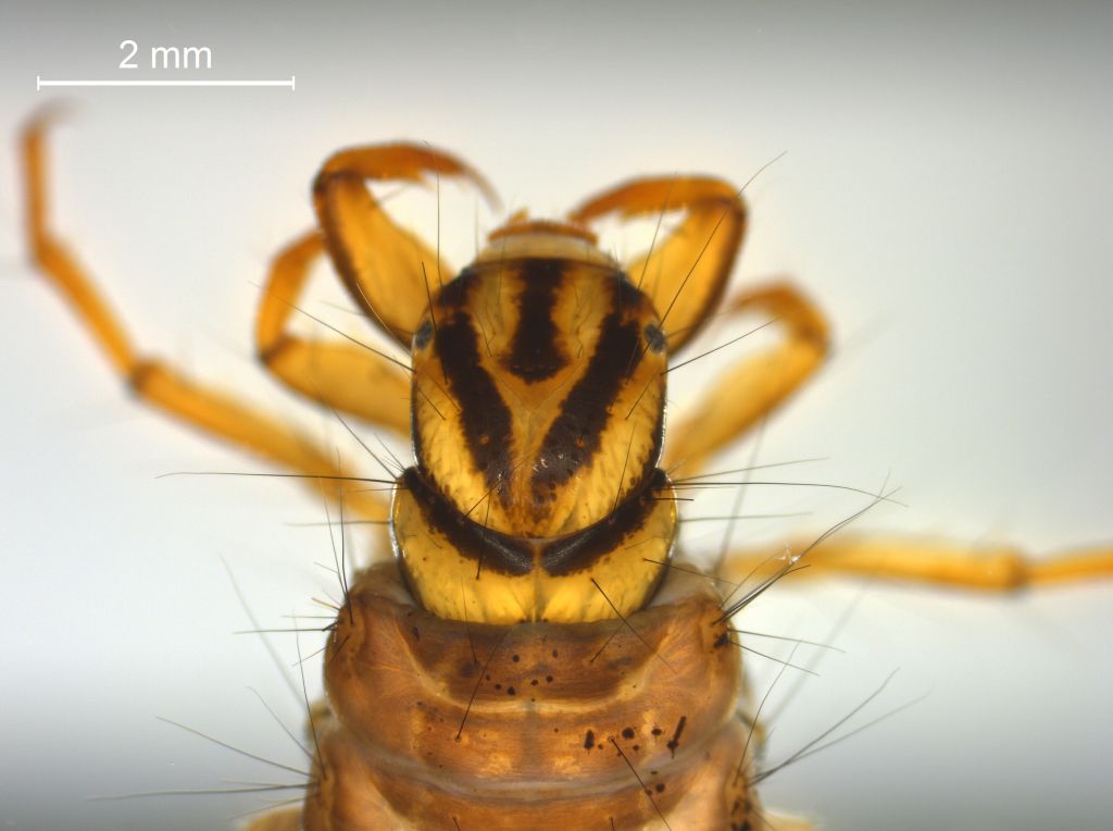 Agrypnia varia